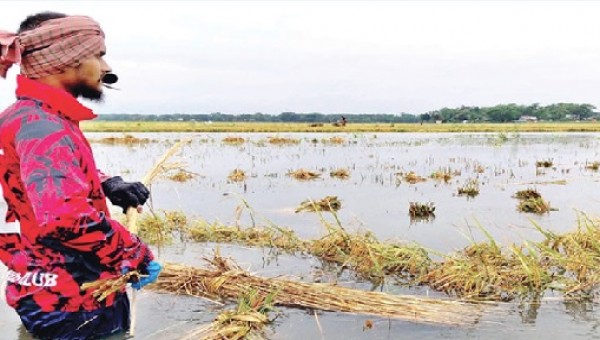 দেশজুড়ে ঝড়-বৃষ্টিতে পাহাড়ি ঢলে কৃষকের স্বপ্ন ভঙ্গ