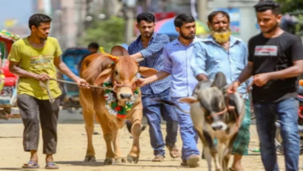 কুরবানির পশু বাড়িতে আনার পর স্বাস্থ্য সুরক্ষায় করণীয়