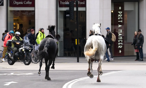 The royal mad horse suddenly ran amok in the streets of London